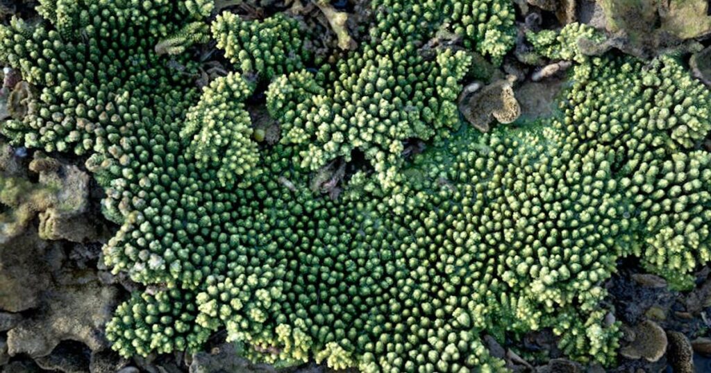 El Hierro & La Palma: Warum diese wilden Schnorchelinseln leiser, schöner und spannender sind als dein letzter Strandurlaub