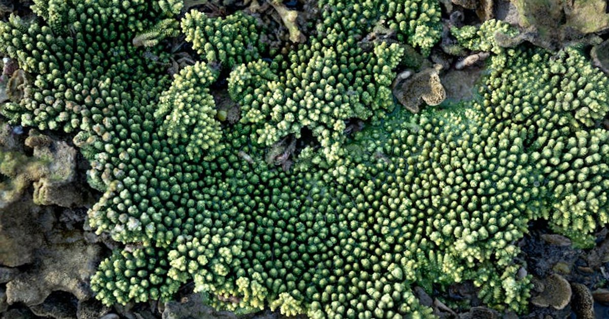 El Hierro & La Palma: Warum diese wilden Schnorchelinseln leiser, schöner und spannender sind als dein letzter Strandurlaub