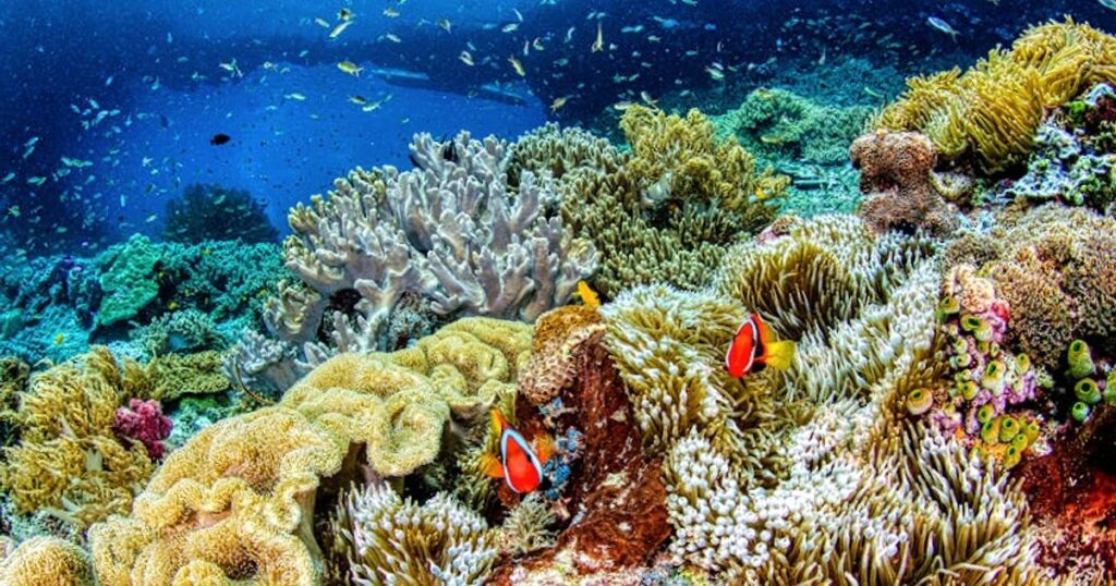 Günstig tauchen in Thailand: Wie du deinen ersten Open-Water-Kurs auf Koh Tao & Co. bezahlbar hinkriegst