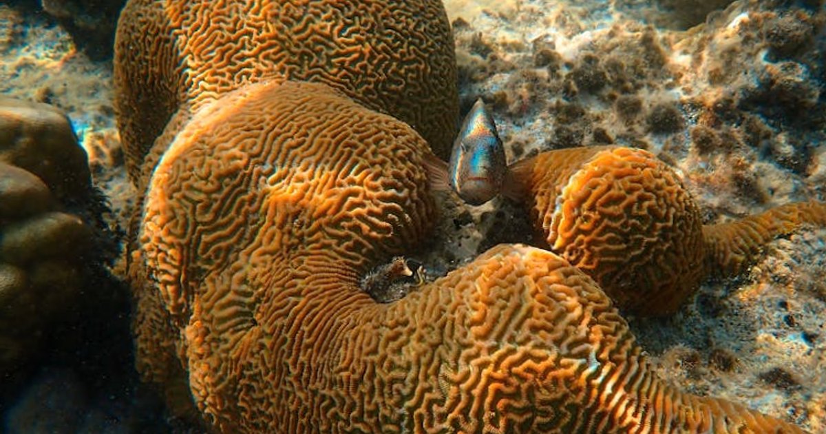 Phuket, Krabi oder Koh Phi Phi? Der ehrliche Tauch-Vergleich, den du vor der Buchung lesen solltest