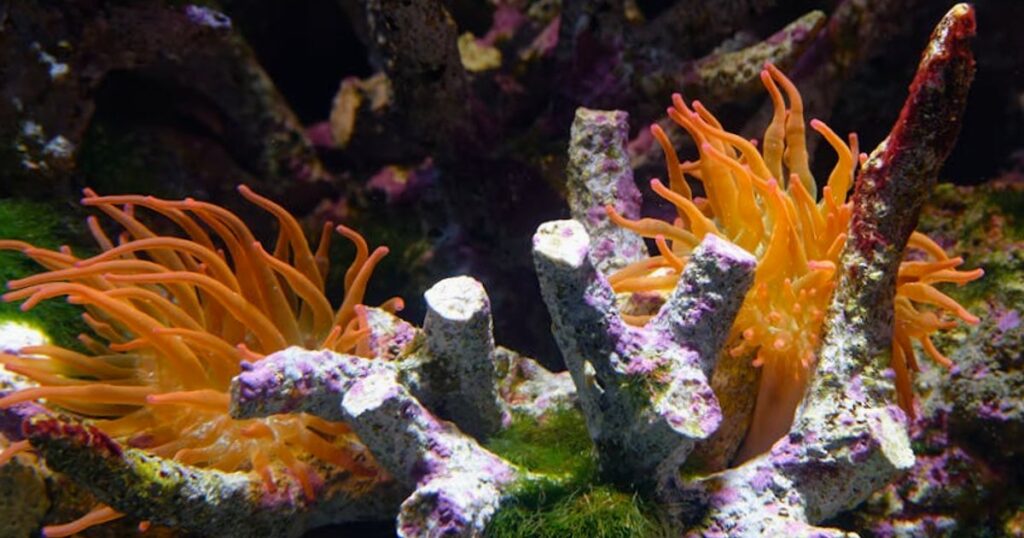 Schildkröten, Rochen & Engelhaie: Wie du die Unterwasserstars der Kanaren wirklich erlebst