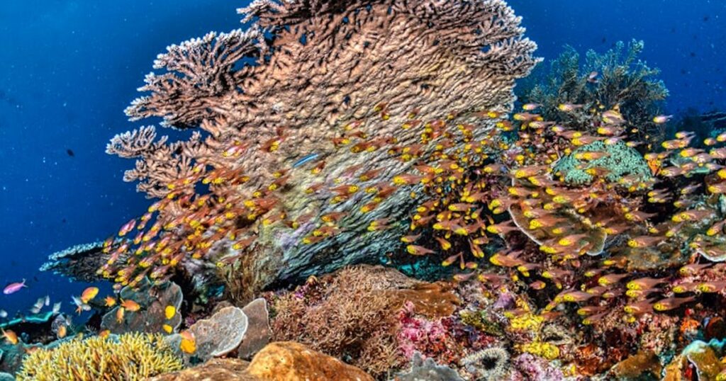 Similan & Surin 2025/26: Warum Thailands Premium-Riffe jetzt wieder richtig spannend sind