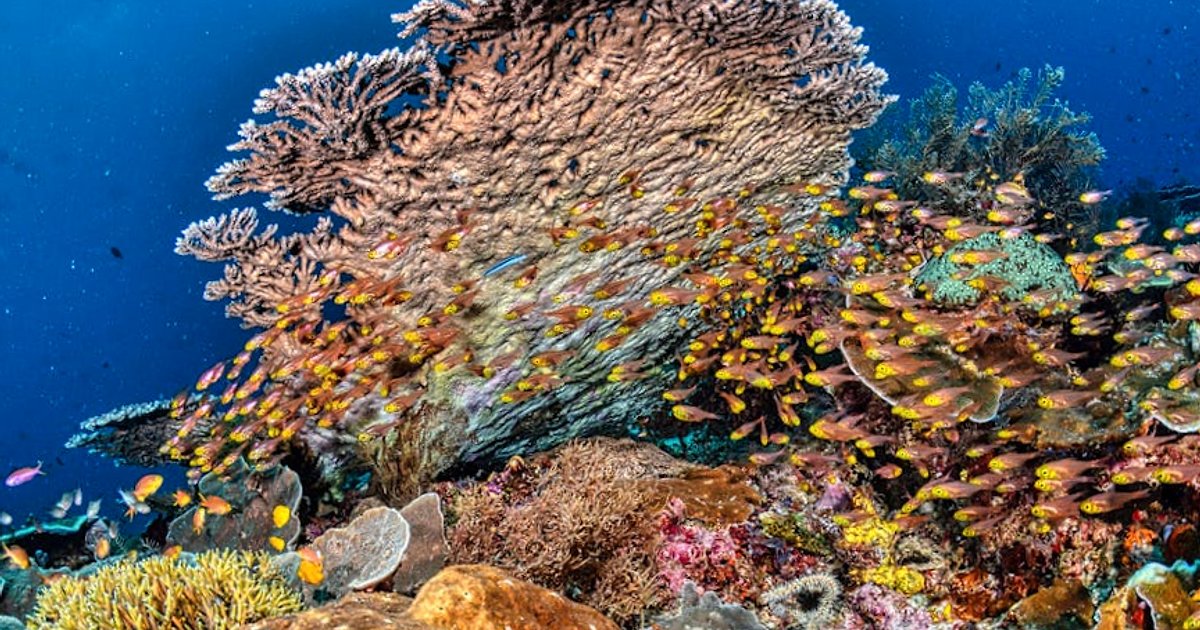Similan & Surin 2025/26: Warum Thailands Premium-Riffe jetzt wieder richtig spannend sind