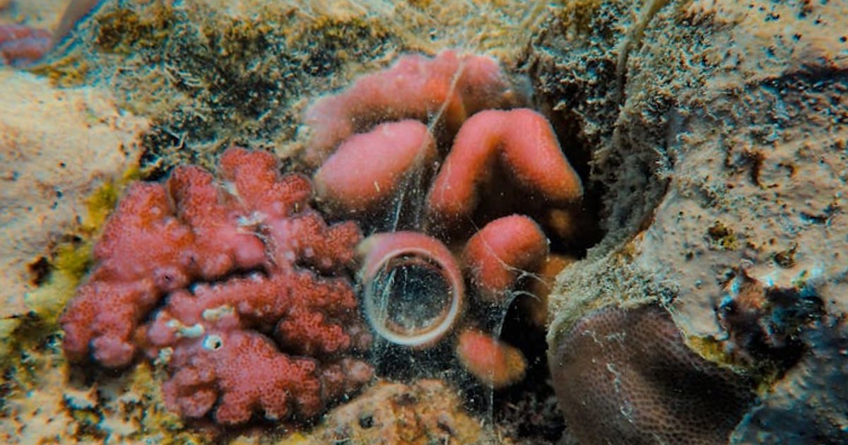 Similan & Surin 2026: Lohnt sich der teure Schnorcheltrip wirklich noch?
