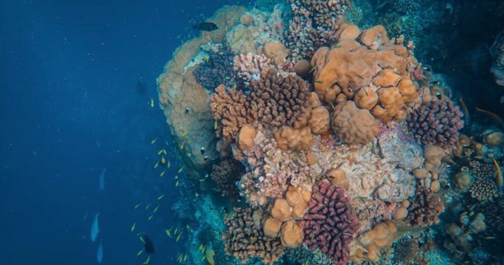 Tauchen in Thailand: Welcher Spot passt zu deinem Level – Einsteiger, Fortgeschrittene, Tec?