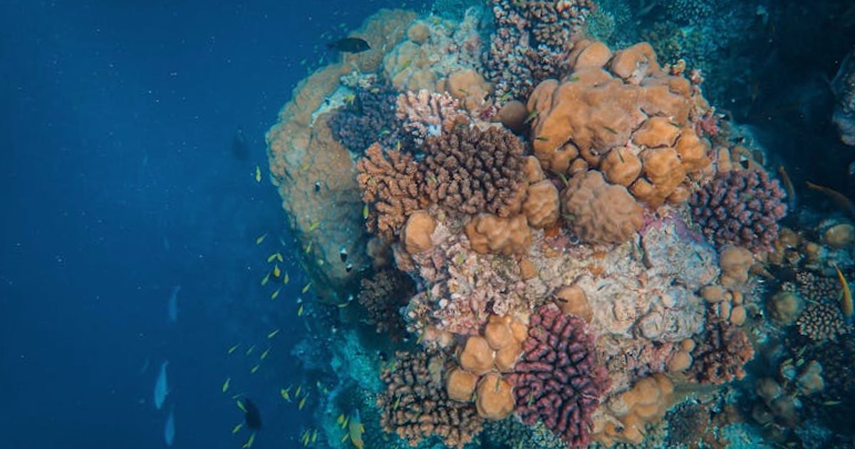 Tauchen in Thailand: Welcher Spot passt zu deinem Level – Einsteiger, Fortgeschrittene, Tec?