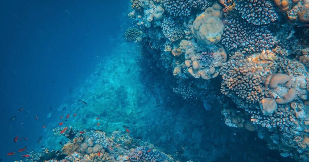 Tauchsafari oder Tagestour in Thailand? Der ehrliche Vergleich für Similan & Andaman 2025/26