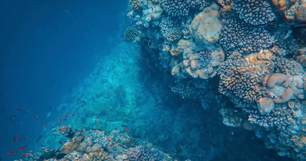 Tauchsafari oder Tagestour in Thailand? Der ehrliche Vergleich für Similan & Andaman 2025/26