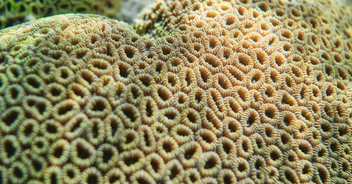 Top 15 Schnorchelspots auf den Kanaren 2026: Welche Insel passt wirklich zu dir?
