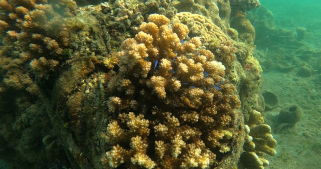 Top-Tauchspots in Thailand 2026: Wo du wirklich abtauchen solltest – von Similan bis Koh Tao
