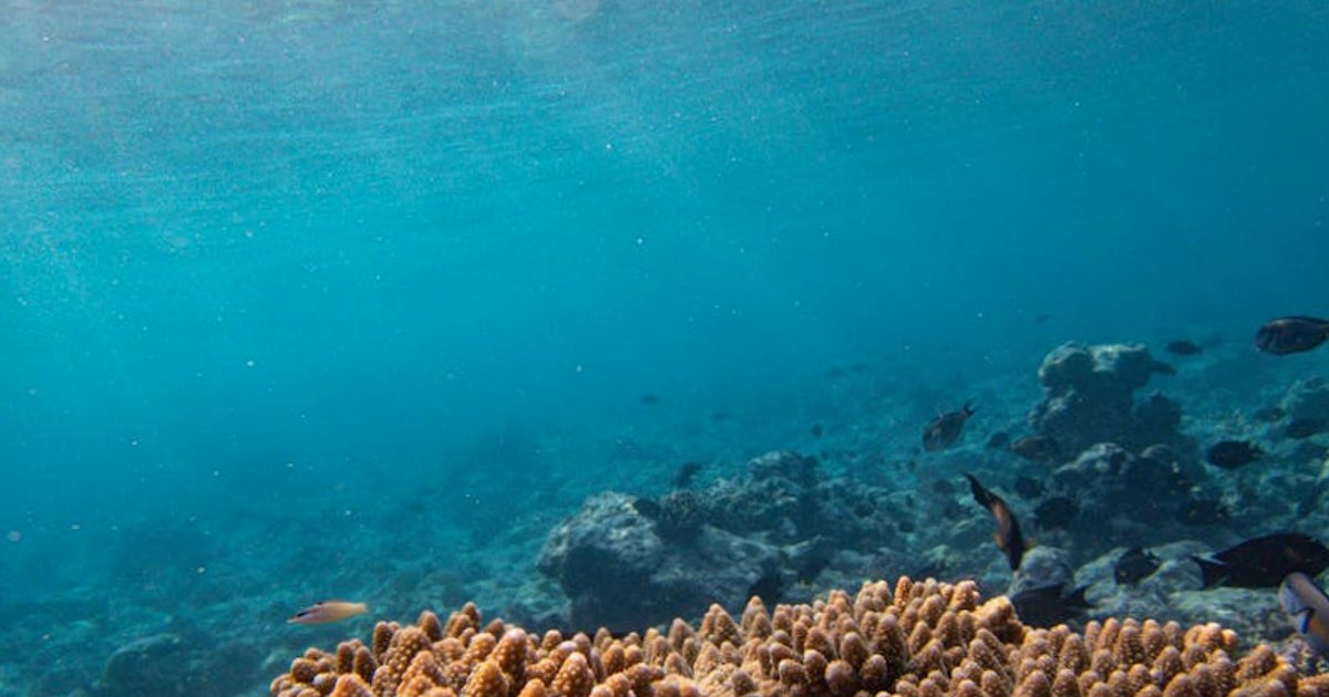 Versteckte Tauchspots in Thailand: 5 Orte, von denen dir auf Koh Tao keiner erzählt